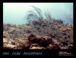 IMG_4021 copy