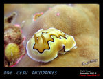 IMG_4126 copy