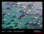 IMG_4190 copy