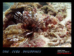 IMG_4203 copy