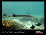 IMG_4255 copy