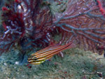 IMG_1960