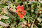 bees