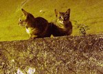 Who's there!