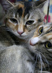 Two lovely cats