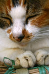 20061008-1