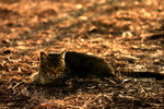 Bathing under the Setting Sun