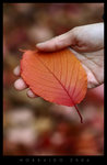 
Photo by X, Hand by cantong

