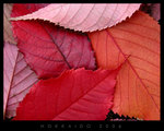20061021_DSCN0153
