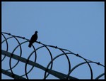 
Lonely Pigeon