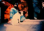 ������С dog02