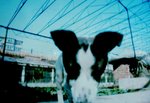 ������С dog@huafang