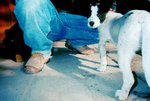 ������С dog@huafang02