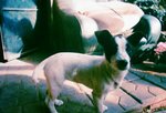 ������С dog@huafang03