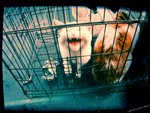 ������С lomocat