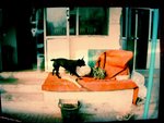 ������С lomodog03