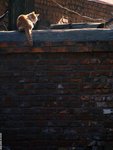 ������С cat01