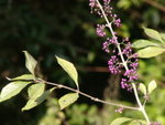 P1010441