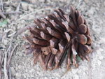 P1010460