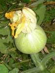 Flower of a melon? zucchini?