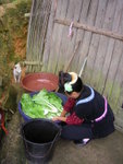 Puppy watching over vegetable washing.