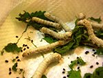 silkworm06