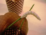 silkworm18