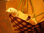 silkworm21