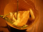 silkworm23