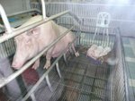 Thailand 2007_30