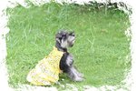 IMG_1293