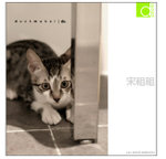 joe-2