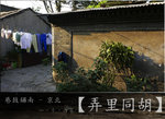 wutong18_fotop