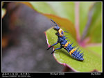 bug2 "�i���R��"