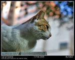 Cat at Central