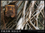 cheungchau24