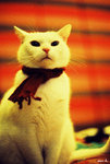 i feel cold too meow~~~~