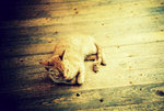 Kitty in store