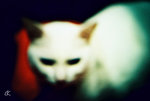 blur blur cat