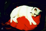 B's bed