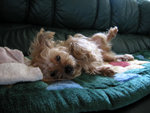 mydog