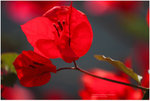 IMG_7344 copy