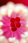 
sigma150 marco + extension tube f2.8