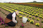 
Kanno Farm