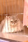 DSC_8521(455x670)