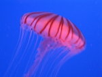 oceanpark_200666_10