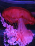 oceanpark_200666_11