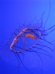 oceanpark_200666_12