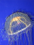 oceanpark_200666_13