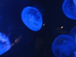 oceanpark_200666_14